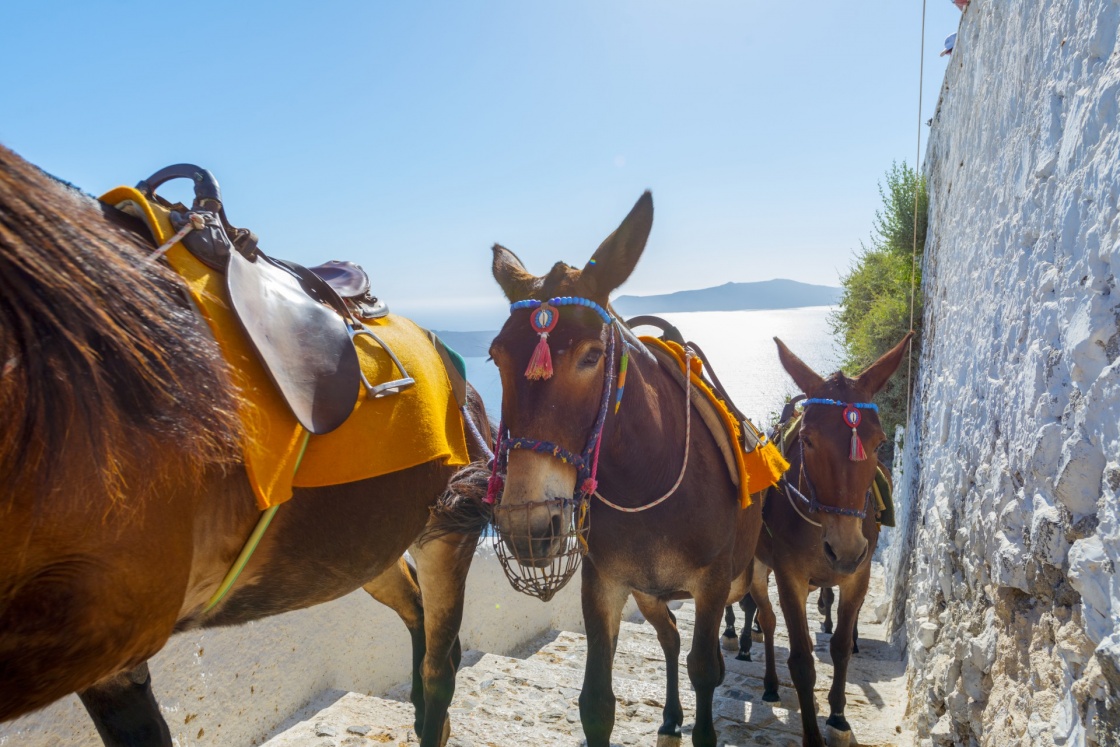 'Greece Santorini island in Cyclades, Donkeys waiting for tourists for a ride in Fira' - Santorini